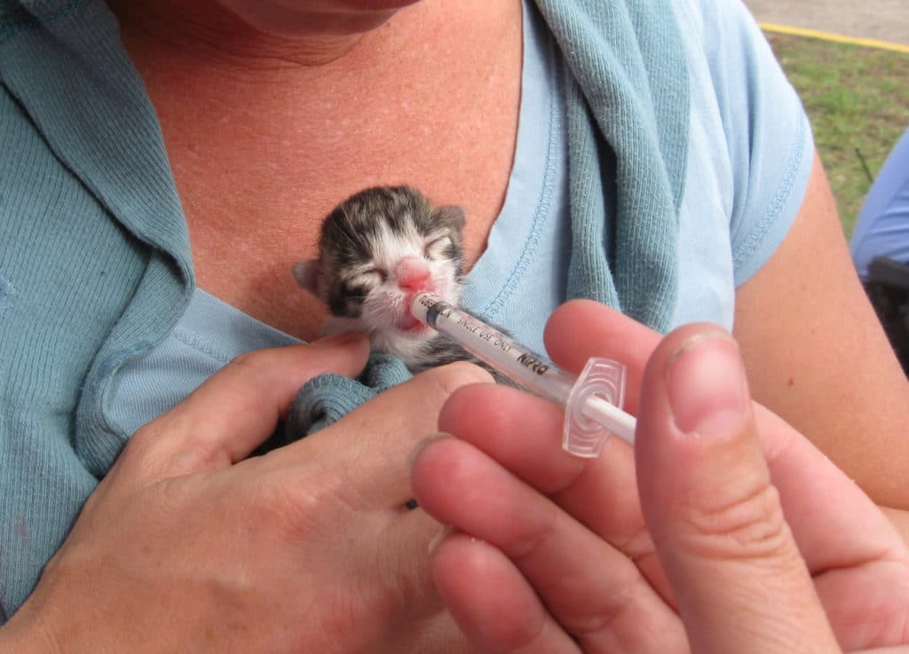 A kitten rescued from a construction pile in Houston is treated by volunteers and staff at the Houston SPCA.